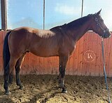 БУДЕННОВСКИЙ МЕРИН