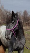 серая кобыла шайр