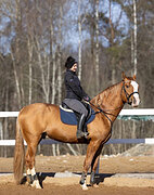 Донской жеребец 2022 гр