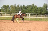 Жеребец пони-класса