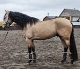 АНДАЛУЗ В ВЫЕЗДКУ