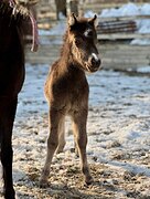 АМНА - КСК Созидатель