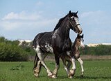 Кобыла шайр, жеребая