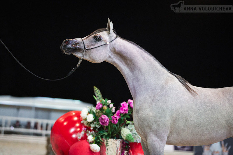 Чемпионат чистокровных арабских лошадей, Иппосфера 2016