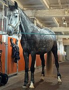 Орловский рысистый мерин