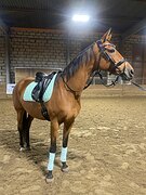 Высокая кобыла в хобби