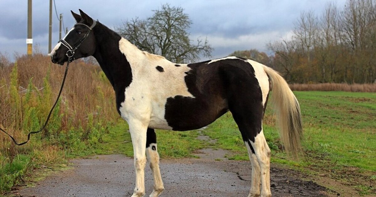 Конный спорт работа