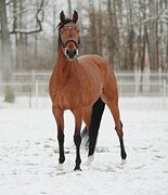 МОЛОДАЯ КОБЫЛА В ЛЮБУЮ ДИСЦ