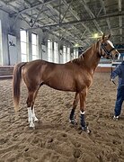 ШПРИНТ 120,В ТРЕНИНГЕ У МС