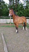 Hengst