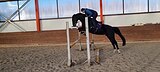 Кобыла в спорт!