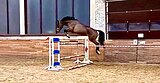 Топ Лошадь