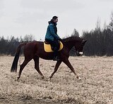 Молодой мерин
