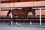 тракен от Vino Rosso (GER)