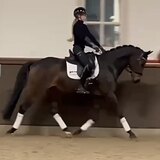 МЕРИН ОТ LIVIUS X SAN REMO