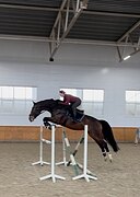 Молодой спокойный мерин