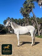 Белоснежный андалуз