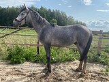 рысак
