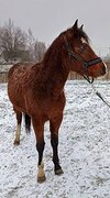 МОЛОДАЯ КОБЫЛКА