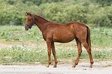 Гроссбауэр (Grossbauer AY)