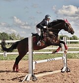 ИМПОРТНАЯ КОБЫЛА В МАТКИ