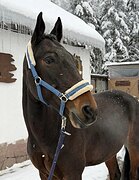 МЕРИН В КОНКУР/ТРОЕБОРЬЕ