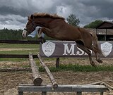 МОЛОДАЯ КОБЫЛА В ЛЮБУЮ ДИСЦ