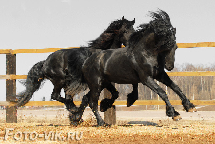 их игры