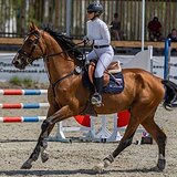 ВЫСОКИЙ В КОНКУР