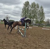 Мерин 
