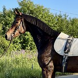 Тракененская кобыла 