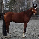 МЕРИН 6 ЛЕТ 170 СМ В ХОЛКЕ