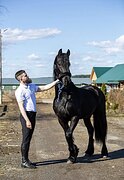 Выездклвый фриз 2 года 