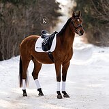 ГНЕДОЙ МЕРИН KWPN 4 ГОДА 