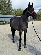 Кобыла. Конкур до120