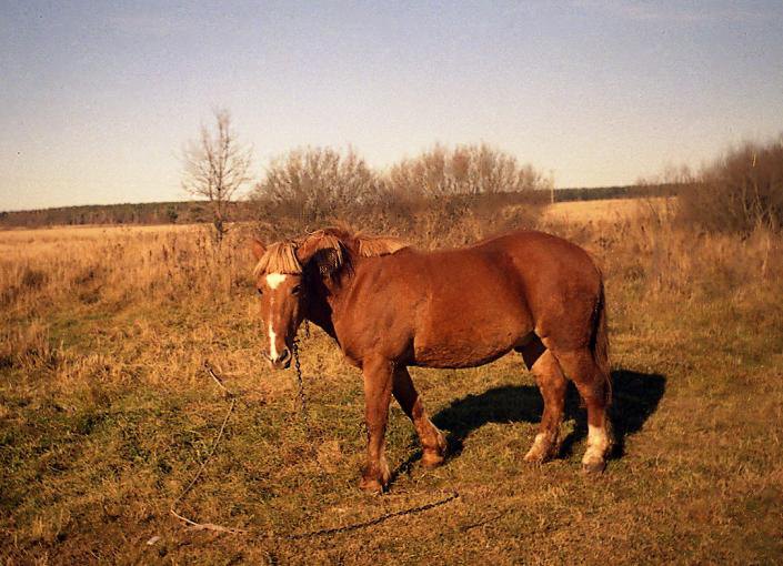 Осенняя фотка  Рыжика