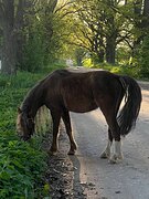 Уэльский мер. 2018 гр, 121 вх