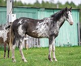РАСПИСНОЙ ЖЕРЕБЧИК 