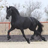 ФРИЗСКИЙ ЖЕРЕБЕЦ 6 ЛЕТ