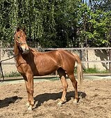 Молодая кобылка в любую дис