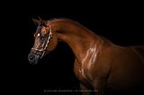 Арабская кобыла шоу-класса