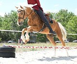 Соловый жеребец спортивной