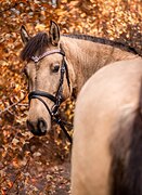 Вятская племенная кобыла 