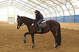Кобыла учитель в спорт