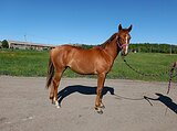 Донская кобыла