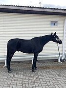 Мерин под любителей 