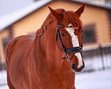 До Нового года торг!