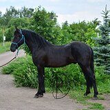 Жеребец