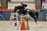Жеребец в конкур на высоты