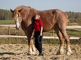 Гиганты! Кобыла и жеребец